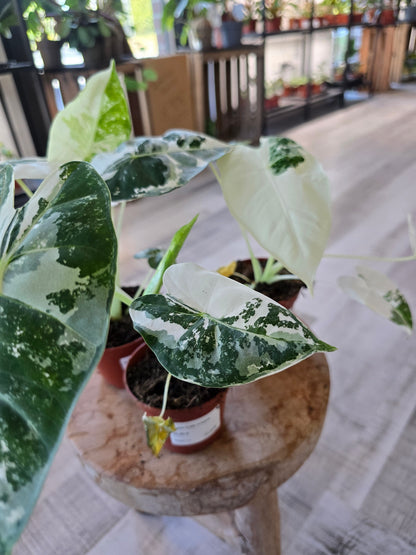 Alocasia micholitziana 'Frydek Variegata'