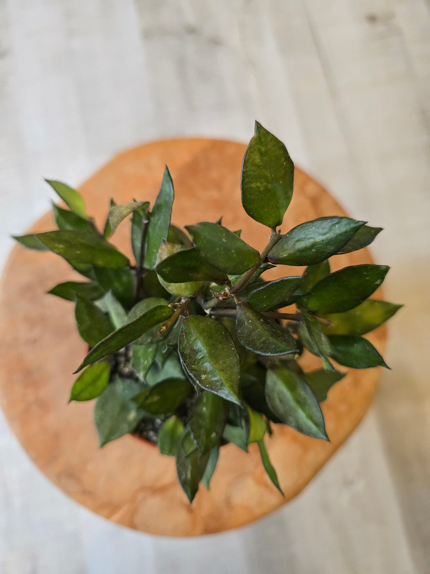 Hoya krohniana Black Leaves