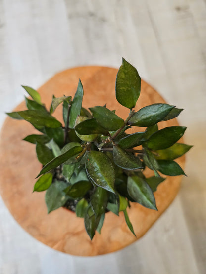 Hoya krohniana Black Leaves