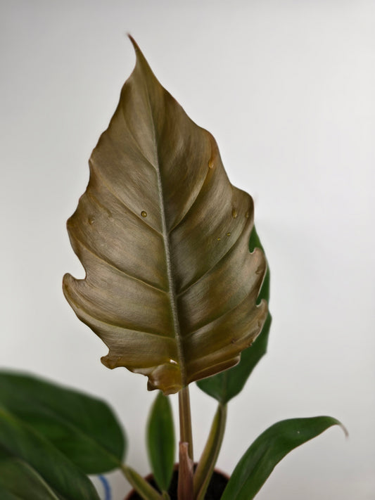 Philodendron 'Choco Empress'