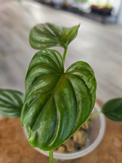 Philodendron Plowmanii (JP)