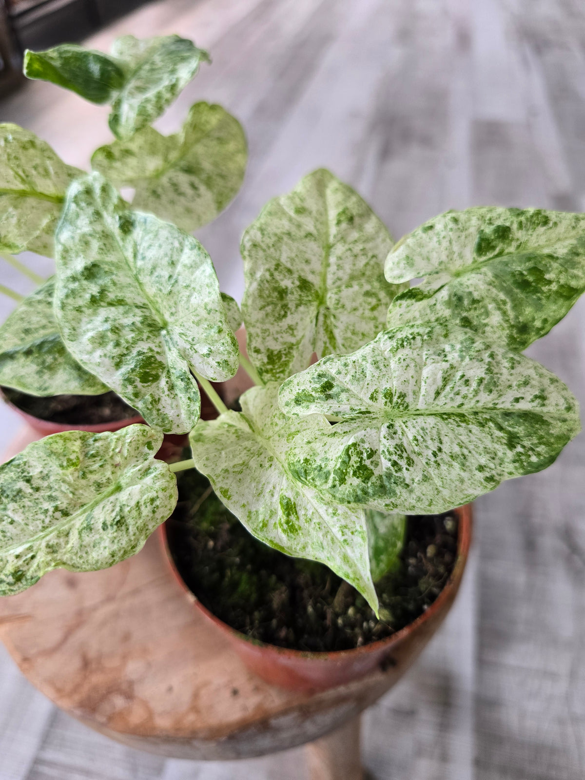 Alocasia odora 'Batik Variegata'