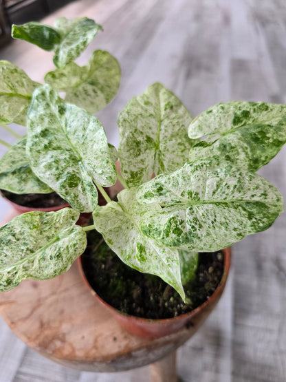 Alocasia odora 'Batik Variegata'