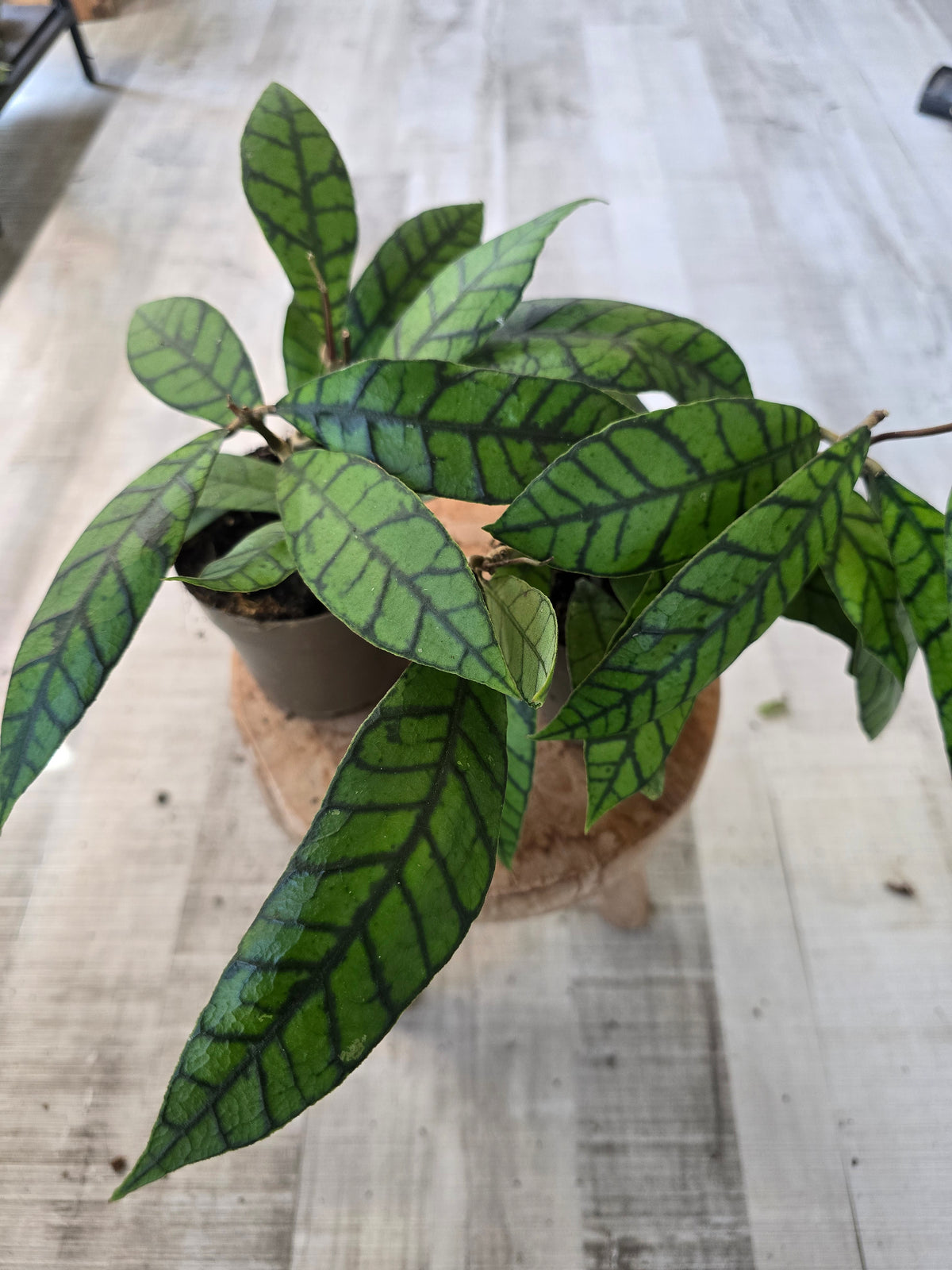 Hoya callistophylla