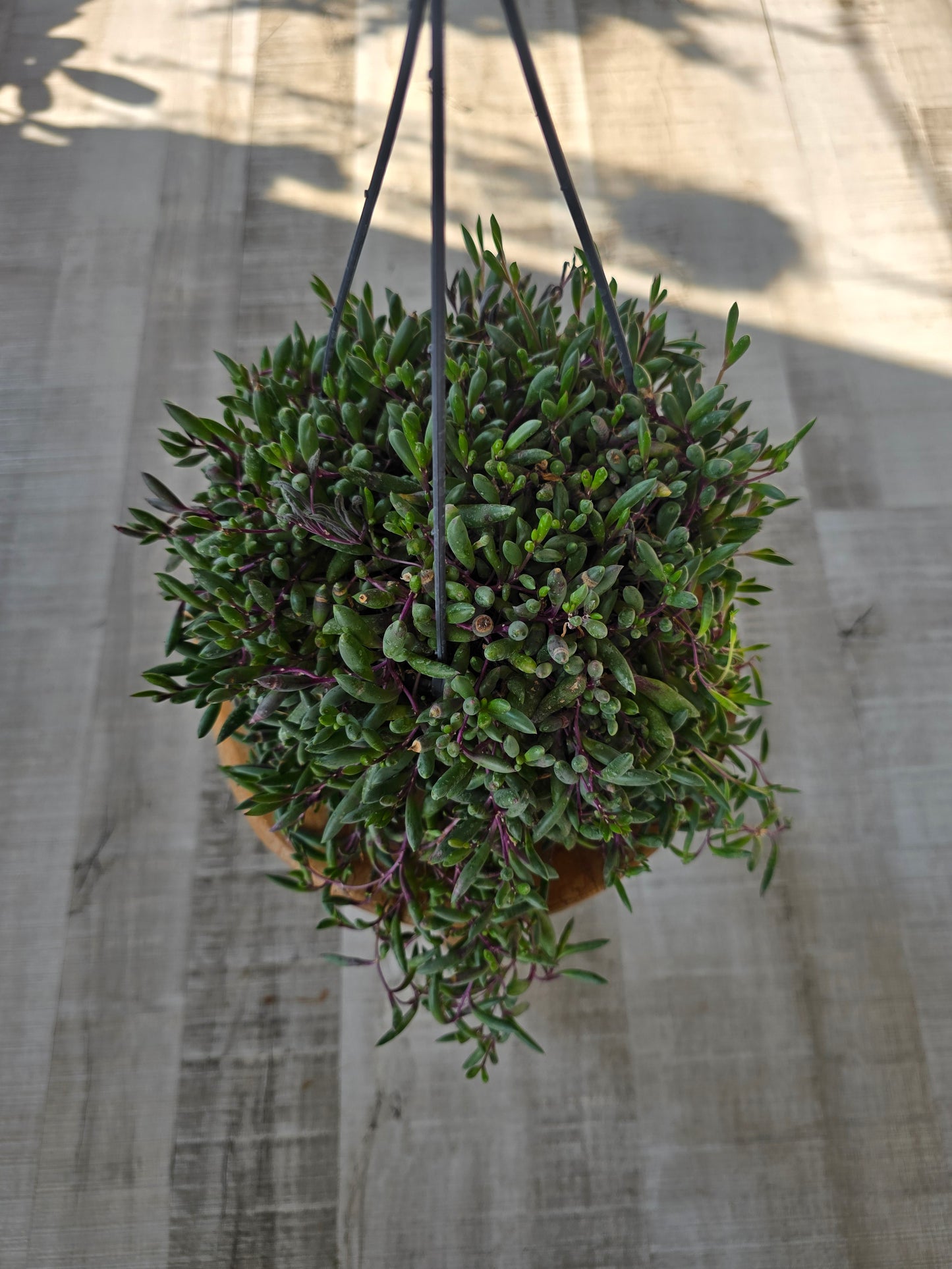 Senecio herreianus Purple Flush