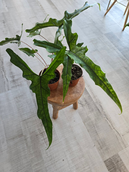 Alocasia Sabrina 'Narrow'