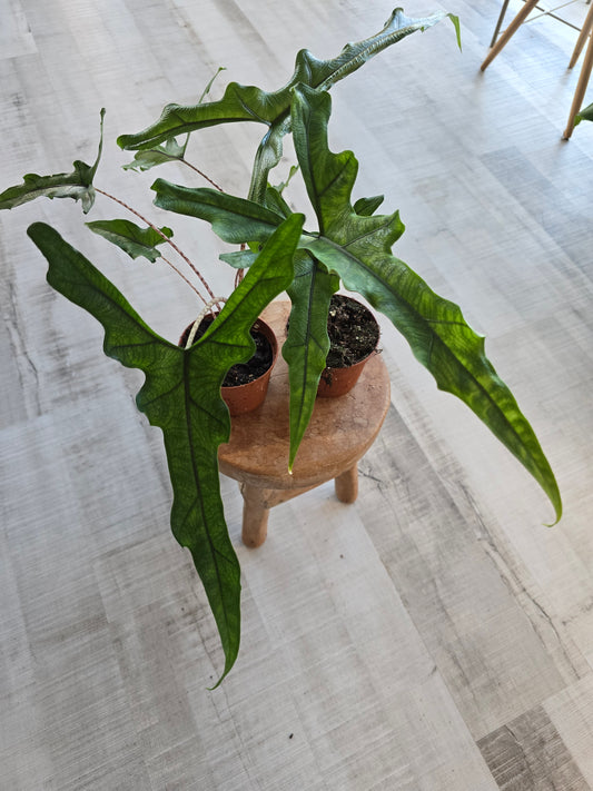 Alocasia Sabrina 'Narrow'