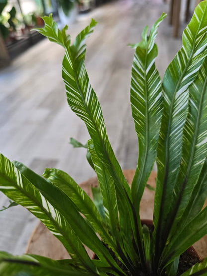 Asplenium Nidus variegata