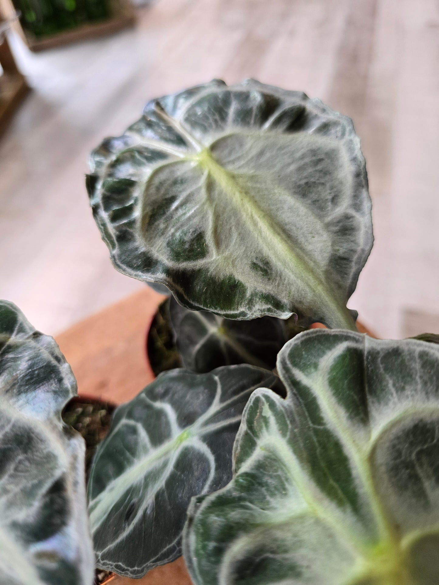 Alocasia Venom