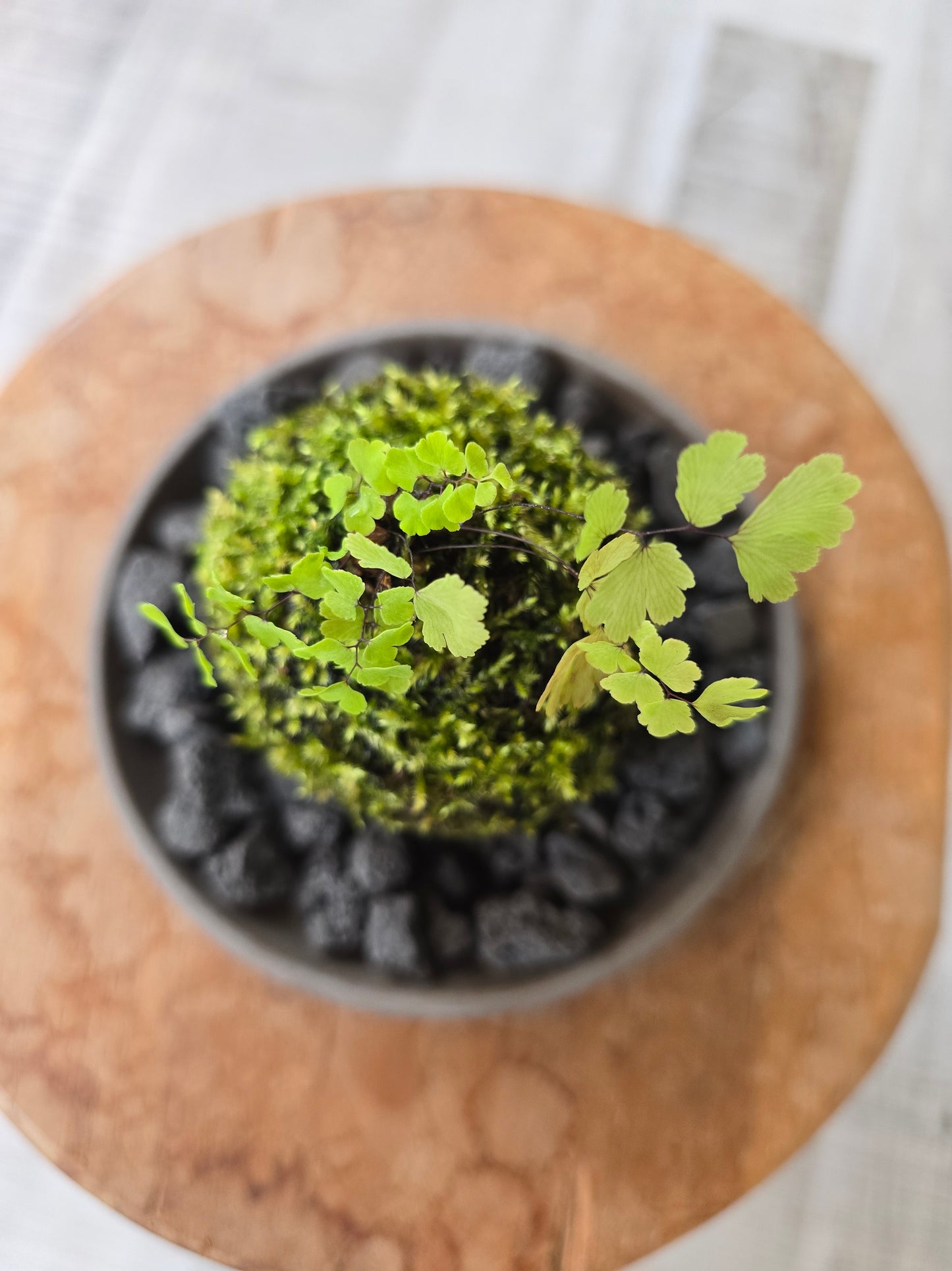 Maidenhair Fern Kokedama