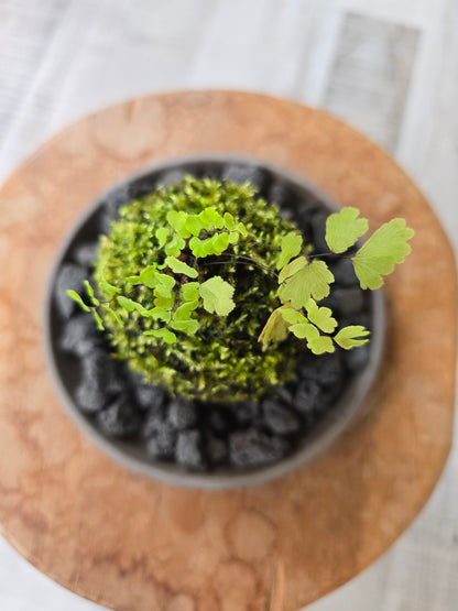 Maidenhair Fern Kokedama