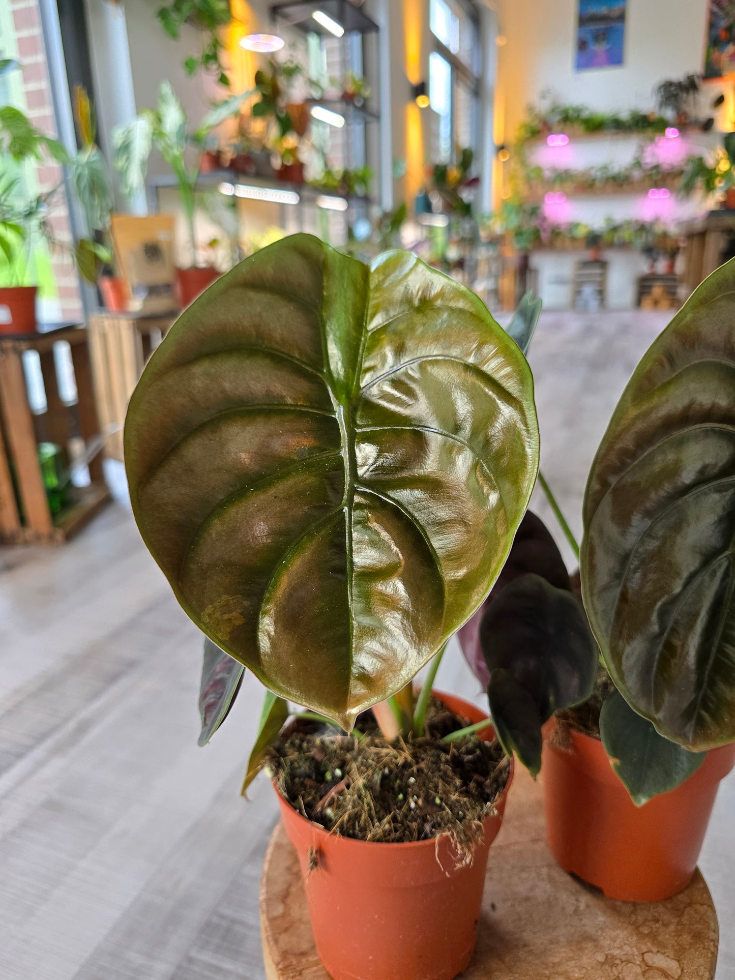 Alocasia Cuprea Red Secret