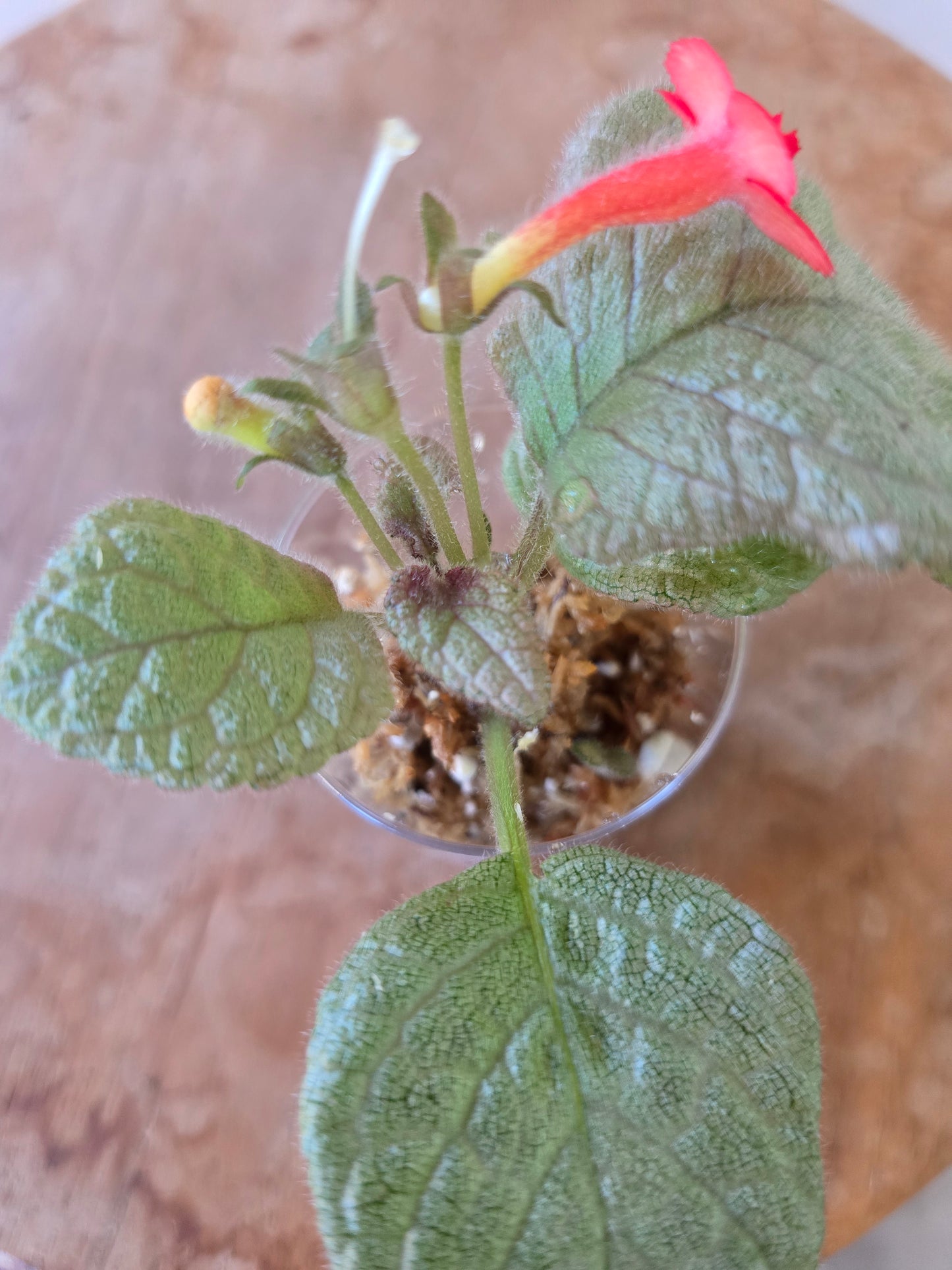 Episcia cuperata 'Tierra Plata'