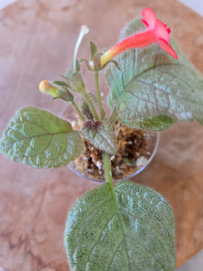 Episcia cuperata 'Tierra Plata'
