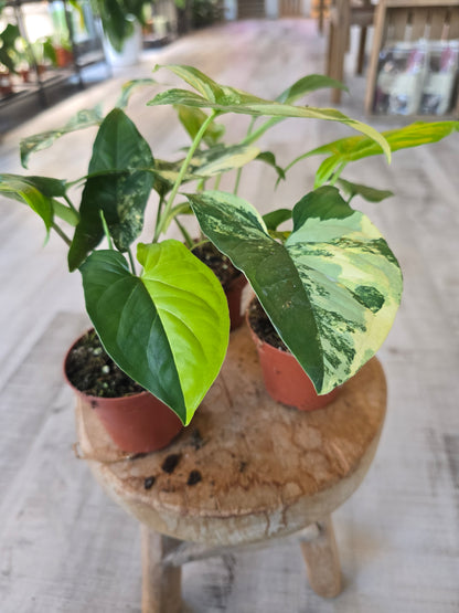 Syngonium Aurea