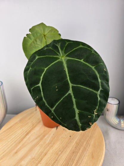 Anthurium forgetii x nigrolaminum gigi