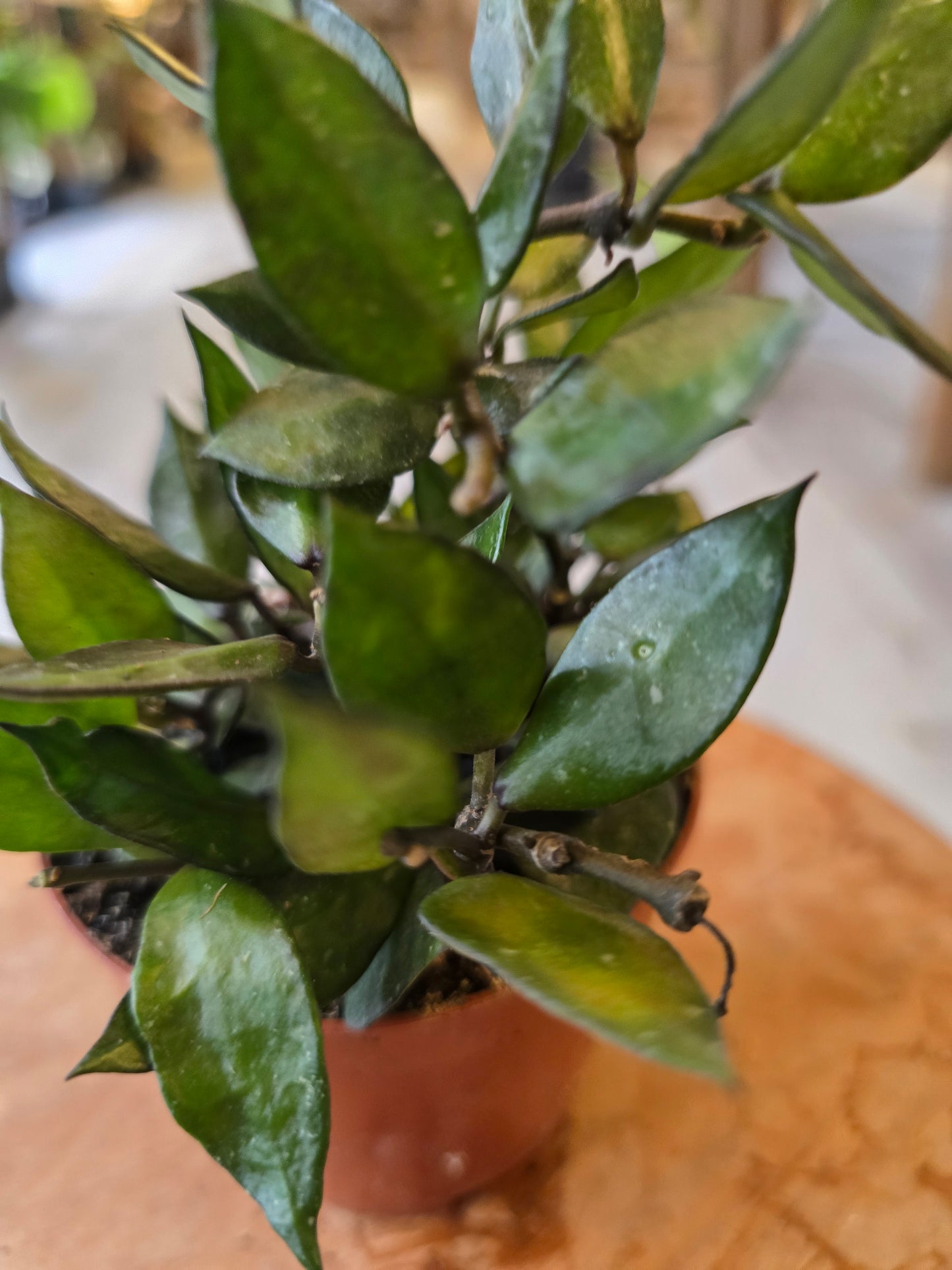 Hoya krohniana Black Leaves