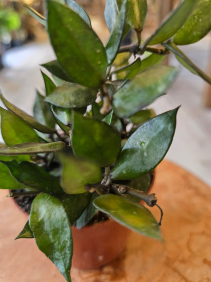Hoya krohniana Black Leaves