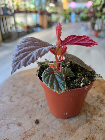 Begonia Lamriana silver
