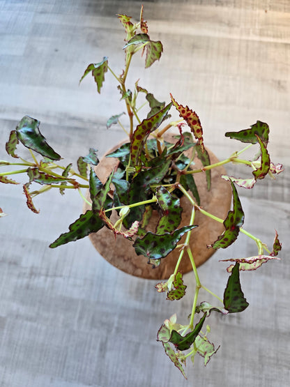Begonia Amphioxus