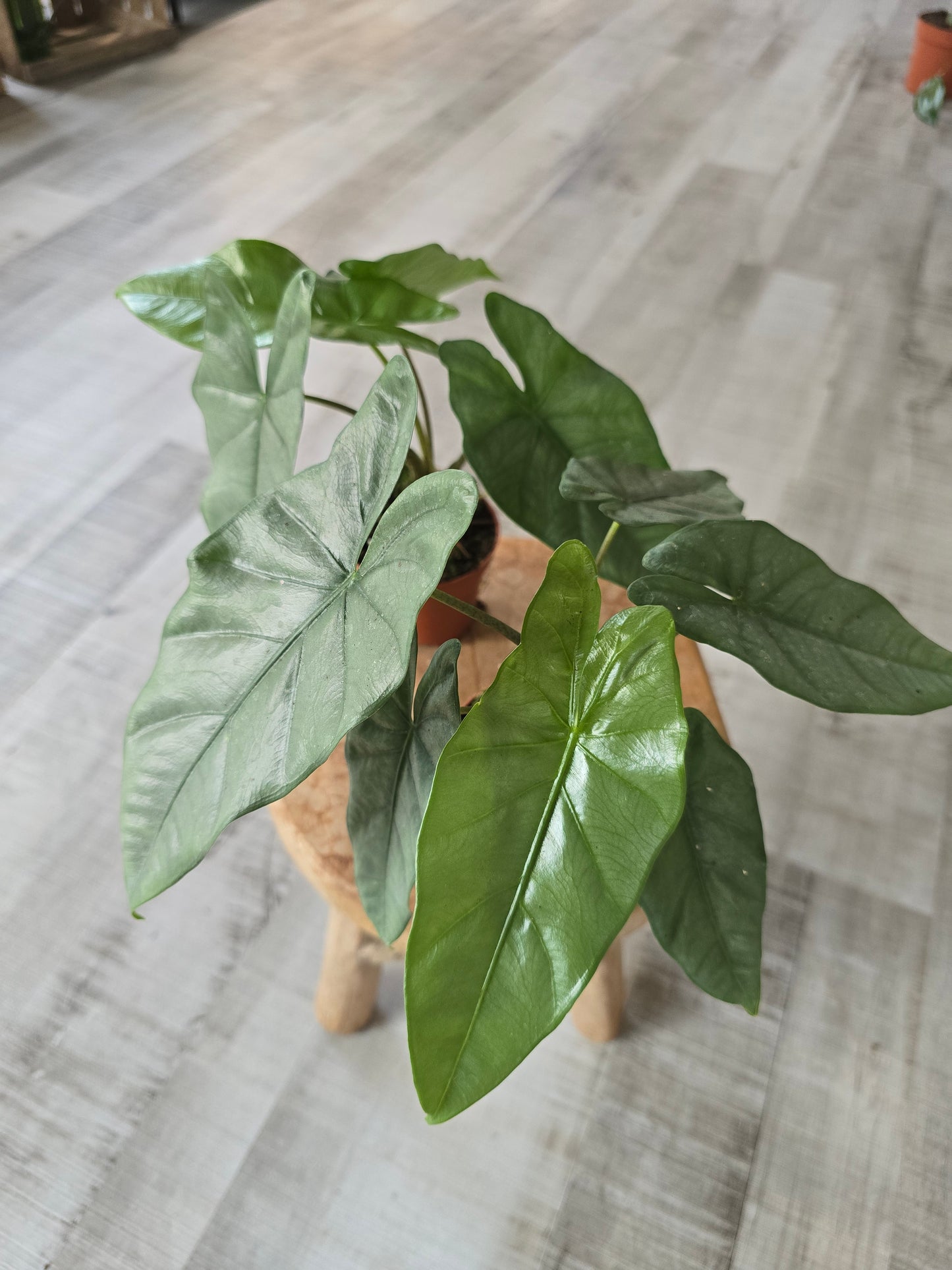 Alocasia Heterophylla 'Corazon'