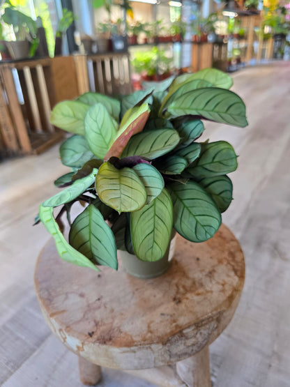 Ctenanthe burle-marxii 'Amagris'