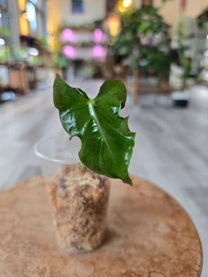 Alocasia Loco (JP2)