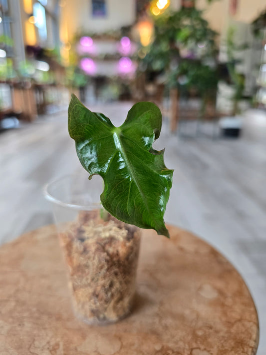 Alocasia Loco (JP2)
