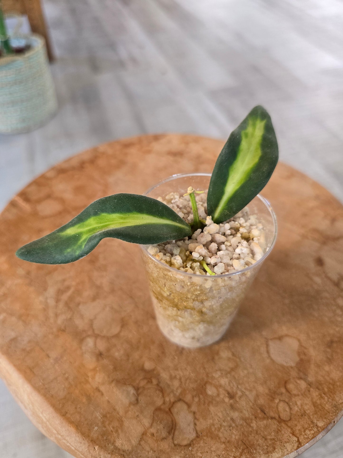 Hoya DS 70 variegata (JP)