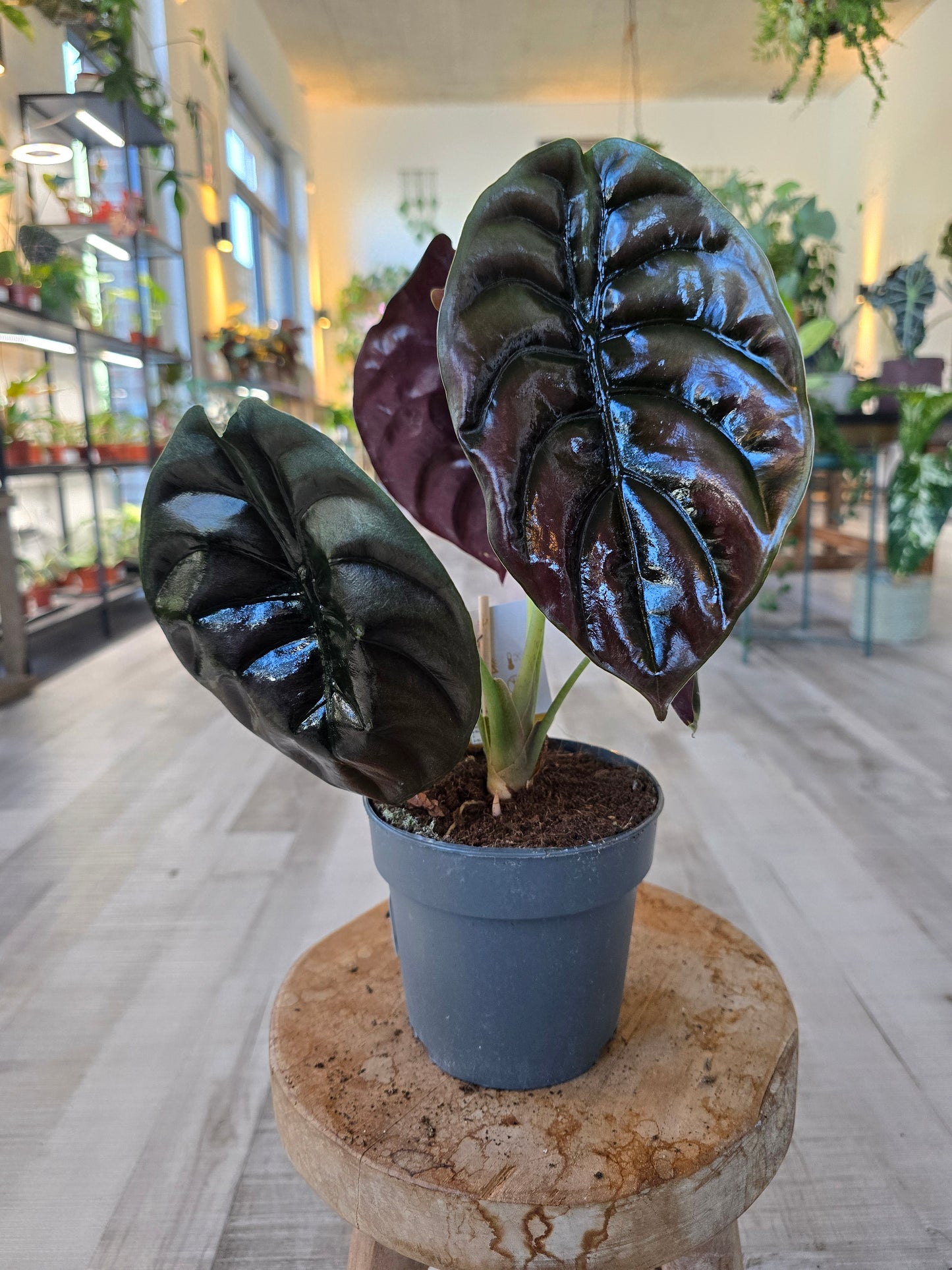 Alocasia Cuprea Red Secret