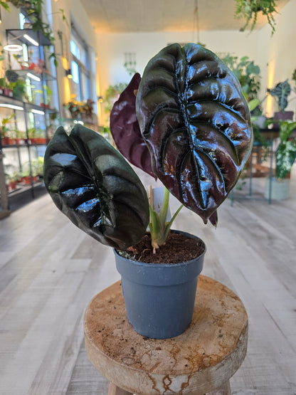 Alocasia Cuprea Red Secret