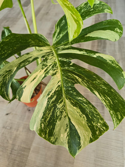 Monstera deliciosa variegata (1)
