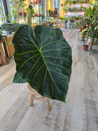 Alocasia Regal Shield