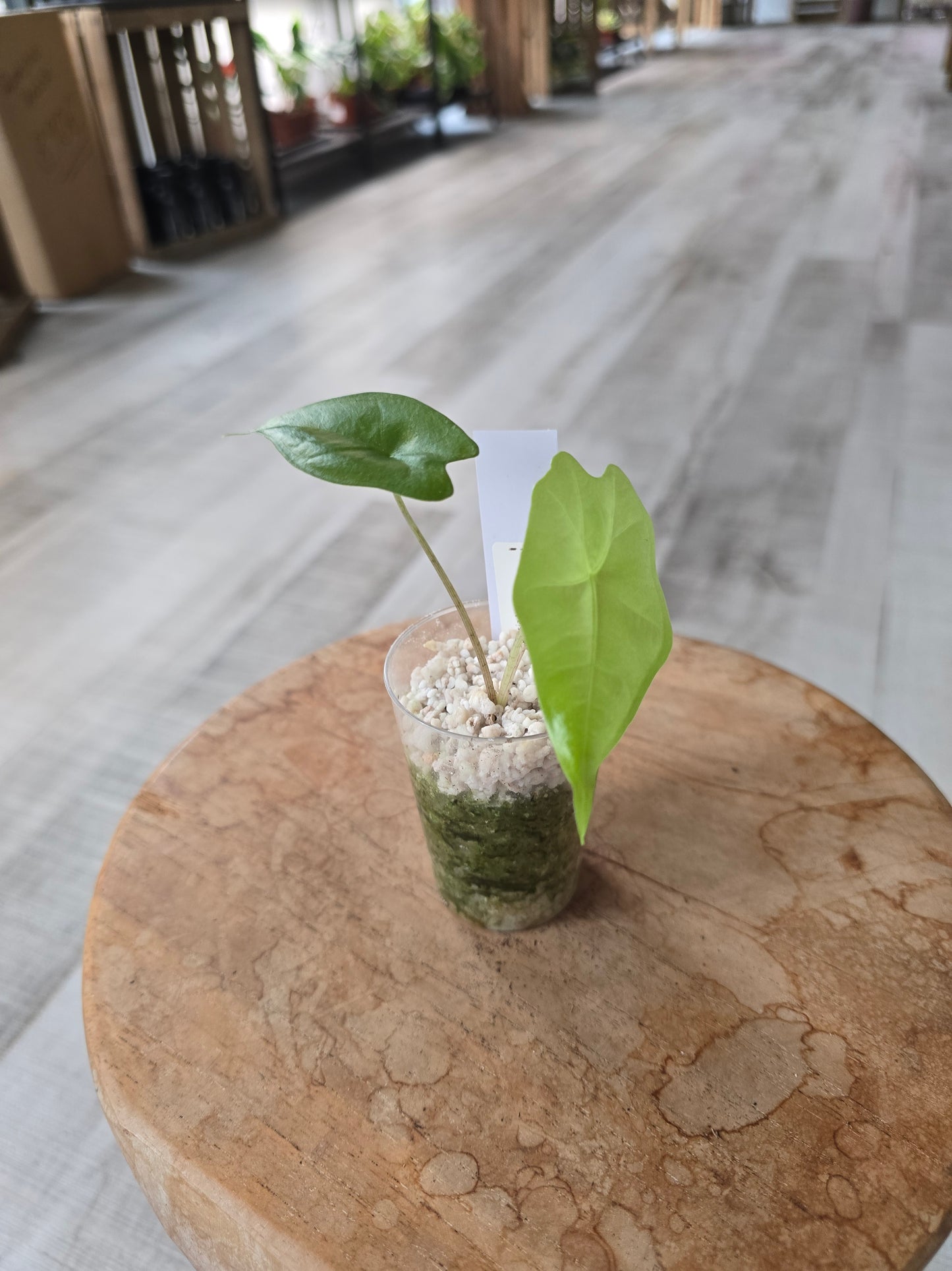 Alocasia Nycteris Batwing (JP)