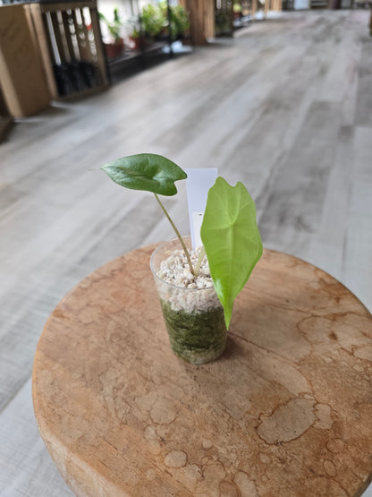Alocasia Nycteris Batwing (JP)