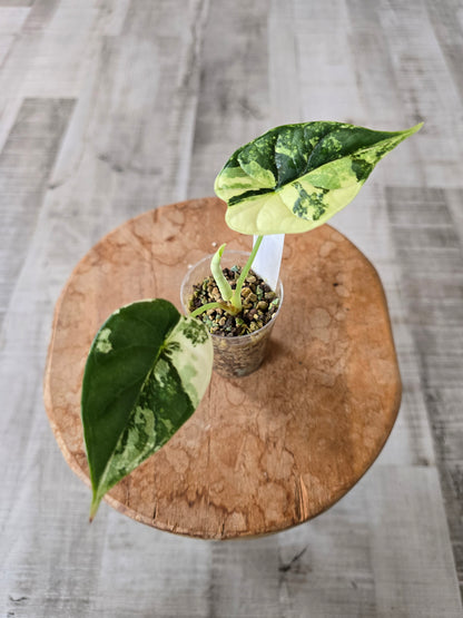 Alocasia Dragon Scale albo (JP)