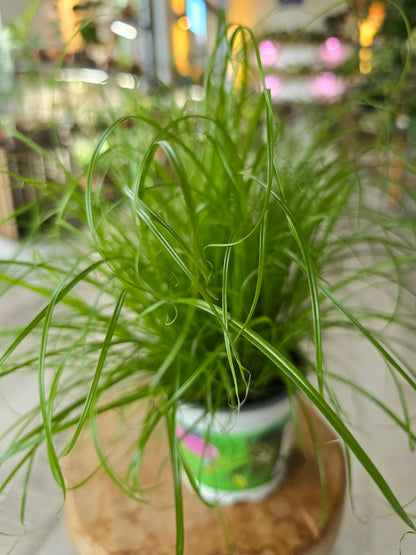 Cyperus Zumula (Katzengras)