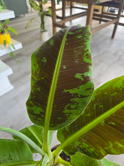 Musa Dwarf Cavendish