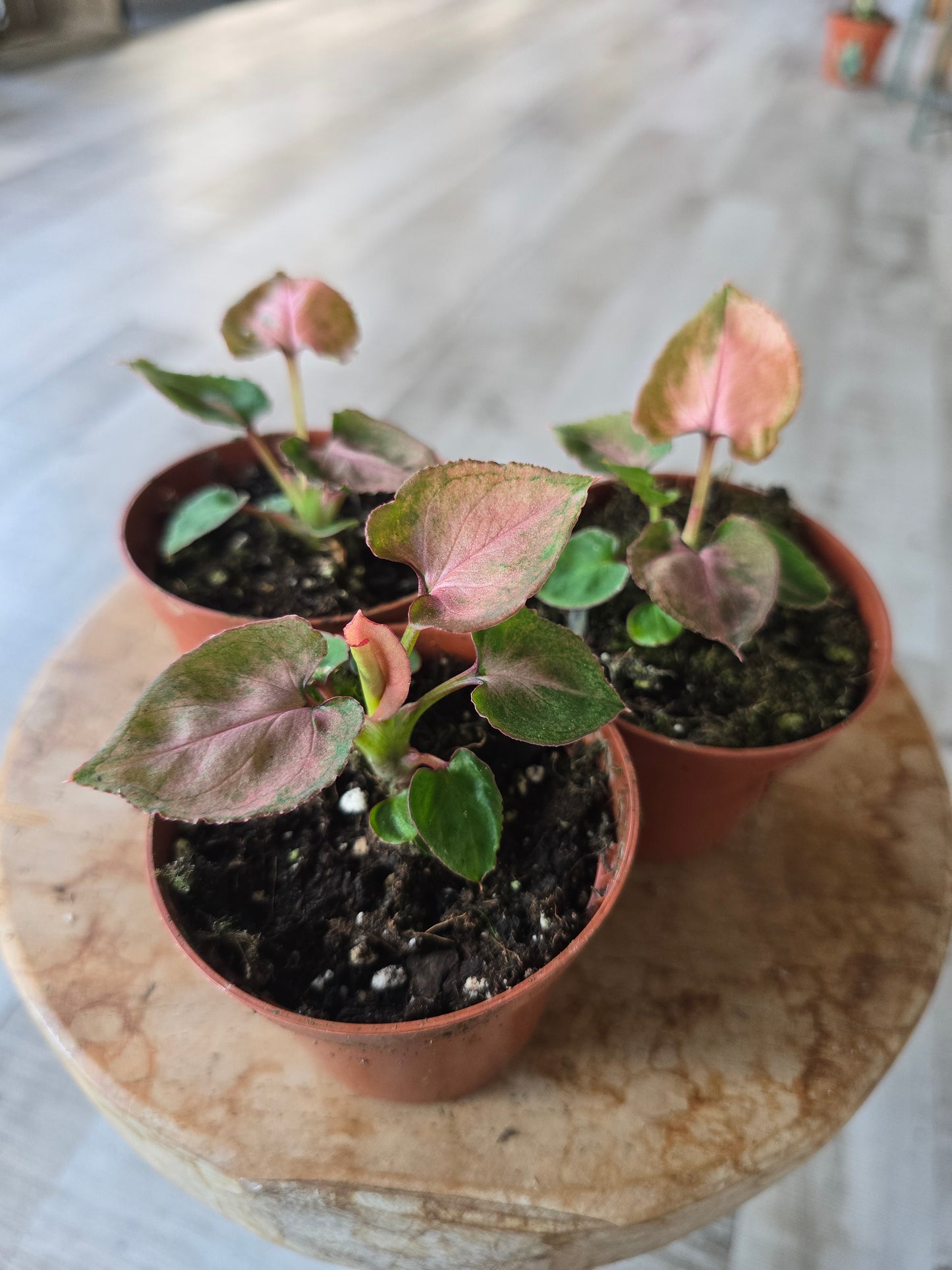 Syngonium Pink Perfection