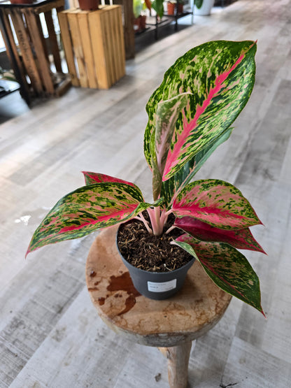 Aglaonema Spring Red