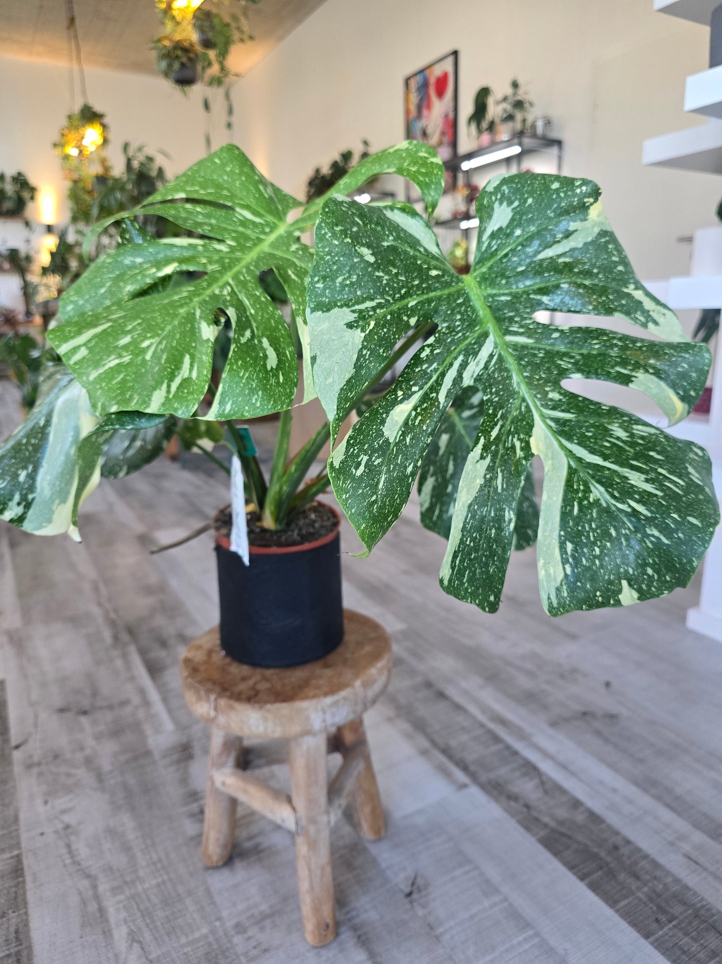 Monstera Thai Constellation (1)