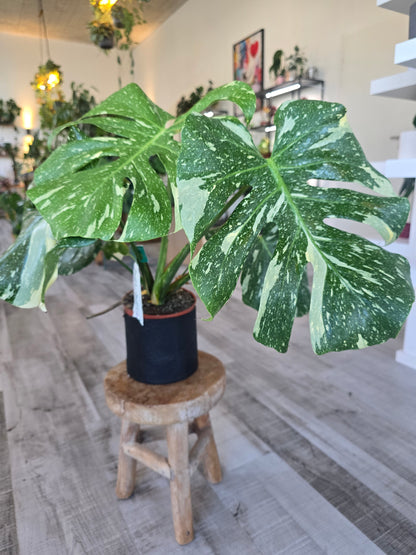 Monstera Thai Constellation (1)