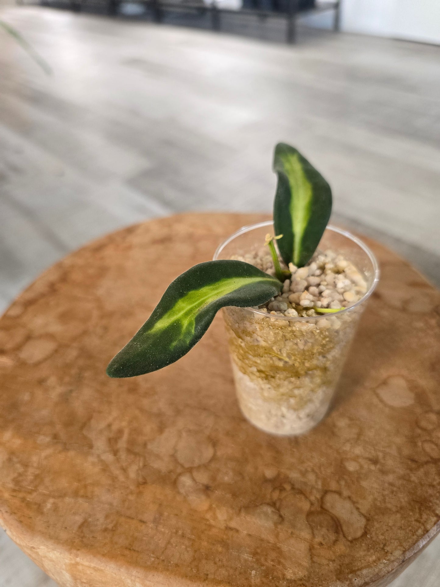 Hoya DS 70 variegata (JP)