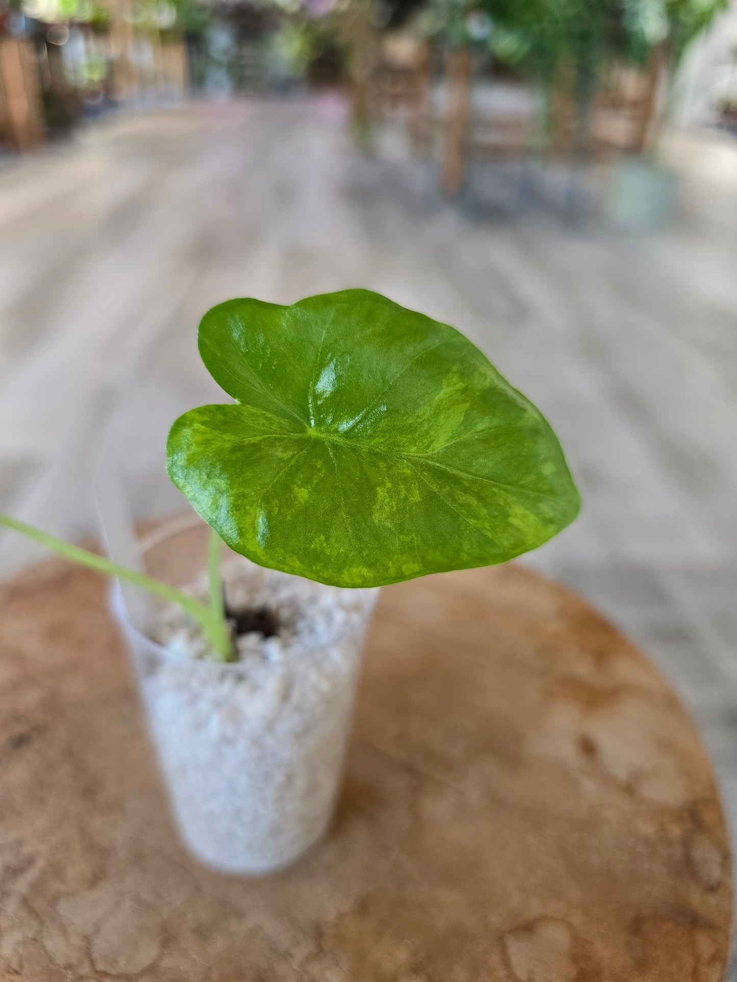 Alocasia Macrorrhiza aurea variegata (JP)