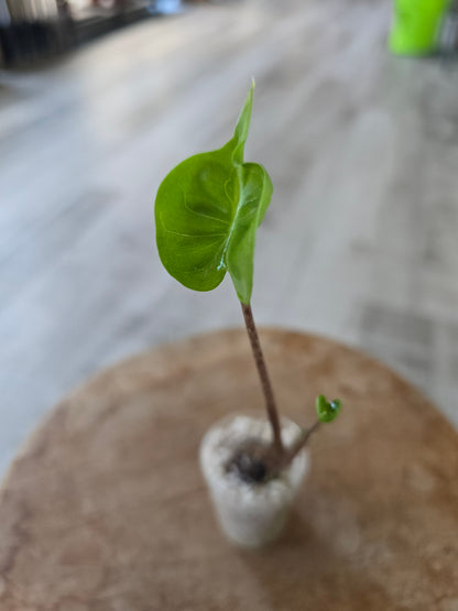 Alocasia Stingray (JP)