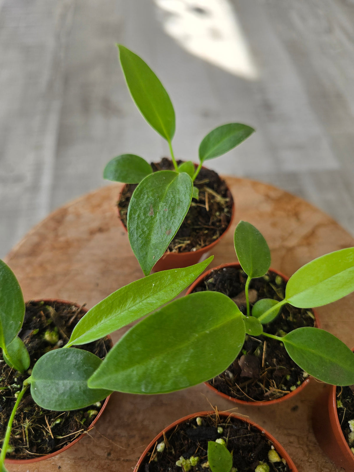 Anthurium wendlingeri