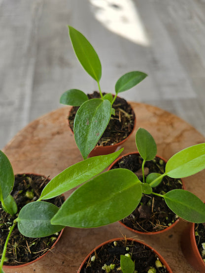 Anthurium wendlingeri