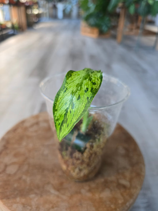 Dieffenbachia Crocodile (JP)