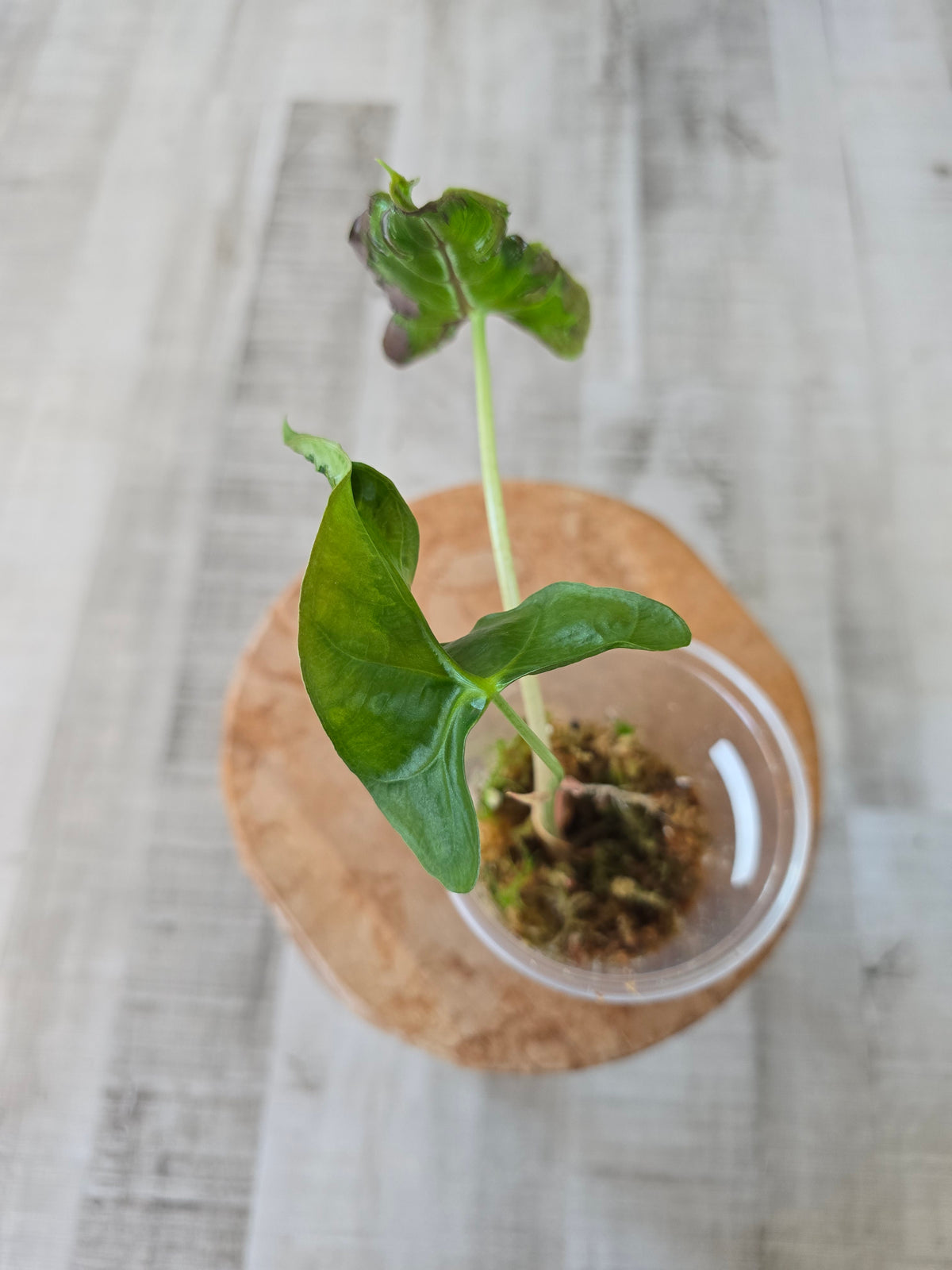 Alocasia Loco (JP)
