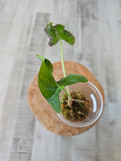 Alocasia Loco (JP)